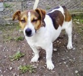 Male terrier found between Mallow and Doneraile