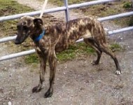 Female lurcher found in Mallow Town