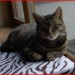 tabby cat missing from Riverstick