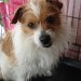 white & tan wiry terrier found in Kinsale Co Cork