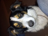 lost female black,white and tan collie