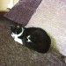 Male black & White Cat – 3 legged – Pearsons Bridge