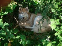 husky found in cork northside