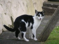 Female black and white cat lost in Cathedral Road area of Cork city