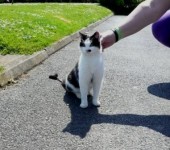 Found male cat in Cloyne