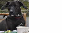 Adela, Female black Labrador X lost in Caherdaniel, Kerry