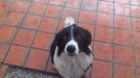 Male Collie found in Bandon Town 2 May