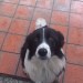 Male Collie found in Bandon Town 2 May