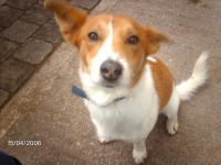 Cosmo – Jack Russell X Missing