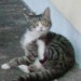 Lost 7 month old grey and white tabby