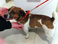 Male Jack Russell terrier found at top of Strawberry Hill