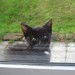 Black Cat lost in Aghada