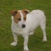 Small Jack Russell found brown head and brown spot on her tail.In  the Midleton area