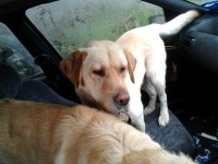 Two Male Labradors found near Shanballymore