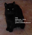 Male Tomcat lost in Rathmore