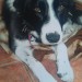 Black/white collie missing from Ballyvourney