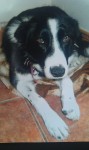 Black/white collie missing from Ballyvourney