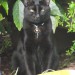 Large male BLACK cat lost in CLOYNE