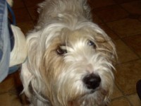 Small white terrier missing in the Firies/Farranfore area