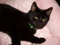 Female Black Cat Lost in Youghal, Co.Cork