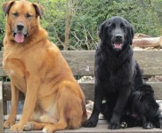 2 male dogs missing in bandon