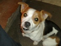 Male Jack Russell lost in Cork City