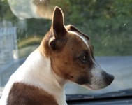 Jack Russell found near Rosscarbery