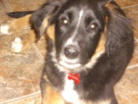 Male Collie-cross lost in Ballinhassig area
