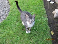 Grey Tabby Cat