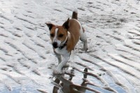 Lost Jack Russell Cork’s Northside