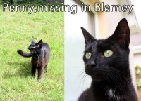 Female black cat lost in Blarney