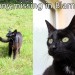 Female black cat lost in Blarney