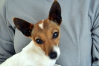 Just found – Jack Russell