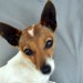 Just found – Jack Russell