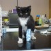 Black and white kitten found in Ballycotton/Midleton