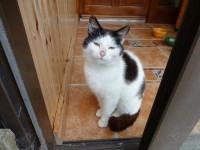 Young Male Cat found in Ballinascarthy