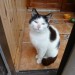 Young Male Cat found in Ballinascarthy