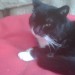 black and white cat found in ballyvolane