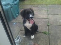 Young collie mix found in Mallow