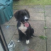 Young collie mix found in Mallow