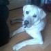 Male yellow lab found on Fountainstown Beach