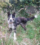 Neutered male collie cross with only three legs (missing hind leg) slipped collar in Bantry town square on Saturday 28th July