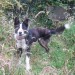 Neutered male collie cross with only three legs (missing hind leg) slipped collar in Bantry town square on Saturday 28th July