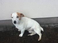 Old terrier found in Waterfall/Ballincollig