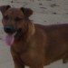 brown lakeland x fell terrier dog stolen from Onslow Gardens