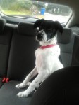 Lost male black and white dog in hospital co. limerick