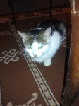 female cat lost in Carrigtwohill