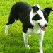 Found wandering Short haired Sheepdog in listowel area, Co.Kerry