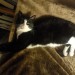Black and White  Female Cat lost from ladysbridge