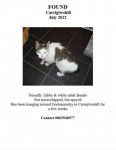 Found female cat in Carrigtwohill